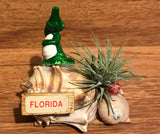 Tilla Critters Al - Rida One of a Kind Airplant Creations by Chili Fiesta Handiworks