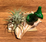 Tilla Critters Al - Rida One of a Kind Airplant Creations by Chili Fiesta Handiworks