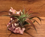 Tilla Critters Draggo One of a Kind Airplant Creations by Chili Fiesta Handiworks