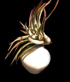 Tilla Critters Dream On One of a Kind Airplant Creations by Chili Fiesta Handiworks