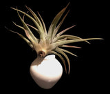 Tilla Critters Dream On One of a Kind Airplant Creations by Chili Fiesta Handiworks