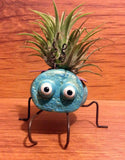 Tilla Critters Evel KaBeetle One of a Kind Air Plant Creations from Chili Fiesta HandiWorks