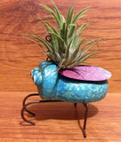 Tilla Critters Evel KaBeetle One of a Kind Air Plant Creations from Chili Fiesta HandiWorks