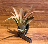 Tilla Critters Fork in the Road One of a Kind Airplant Creations by Chili Fiesta Handiworks