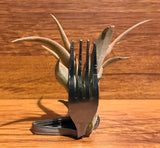 Tilla Critters Fork in the Road One of a Kind Airplant Creations by Chili Fiesta Handiworks