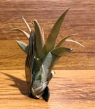 Tilla Critters Fork in the Road One of a Kind Airplant Creations by Chili Fiesta Handiworks