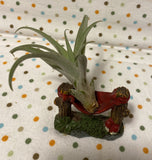 Tilla Critters Hammock Hanging One of a Kind Airplant Creations by Chili Fiesta Handiworks
