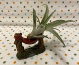 Tilla Critters Hammock Hanging One of a Kind Airplant Creations by Chili Fiesta Handiworks
