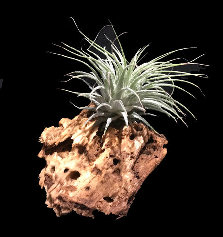 Tilla Critters Holy Moly One of a Kind Airplant Creations by Chili Fiesta Handiworks