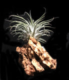 Tilla Critters Holy Moly One of a Kind Airplant Creations by Chili Fiesta Handiworks