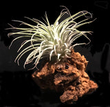 Tilla Critters Holy Moly One of a Kind Airplant Creations by Chili Fiesta Handiworks