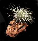 Tilla Critters Holy Moly One of a Kind Airplant Creations by Chili Fiesta Handiworks