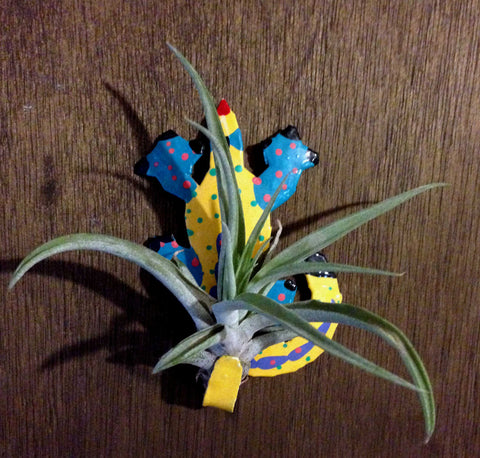 Tilla Critters Karma Chameleon One of a Kind Air Plant Creations from Chili Fiesta HandiWorks