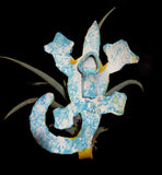 Tilla Critters Karma Chameleon One of a Kind Air Plant Creations from Chili Fiesta HandiWorks