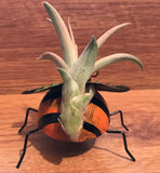 Tilla Critters Lady A One of a Kind Airplant Creations by Chili Fiesta Handiworks