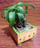 Tilla Critters Lovely Lucy One of a Kind Air Plant Creations from Chili Fiesta HandiWorks