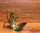 Tilla Critters Lovin Spoonful One of a Kind Airplant Creations by Chili Fiesta Handiworks