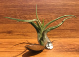 Tilla Critters Lovin Spoonful One of a Kind Airplant Creations by Chili Fiesta Handiworks