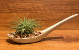 Tilla Critters Miso One of a Kind Airplant Creations by Chili Fiesta Handiworks