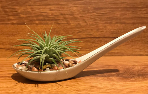 Tilla Critters Miso One of a Kind Airplant Creations by Chili Fiesta Handiworks