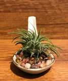 Tilla Critters Miso One of a Kind Airplant Creations by Chili Fiesta Handiworks