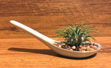 Tilla Critters Miso One of a Kind Airplant Creations by Chili Fiesta Handiworks