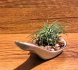 Tilla Critters Miso One of a Kind Airplant Creations by Chili Fiesta Handiworks