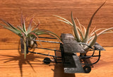 Tilla Critters Orville & Wilbur One of a Kind Airplant Creations by Chili Fiesta Handiworks