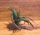 Tilla Critters Plated One of a Kind Airplant Creations by Chili Fiesta Handiworks