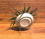 Tilla Critters Plated One of a Kind Airplant Creations by Chili Fiesta Handiworks