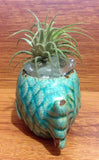 Tilla Critters Rasta Fish Mon One of a Kind Air Plant Creations from Chili Fiesta HandiWorks