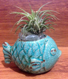 Tilla Critters Rasta Fish Mon One of a Kind Air Plant Creations from Chili Fiesta HandiWorks