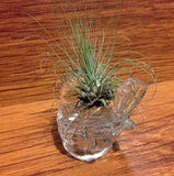 Tilla Critters Robin's Nest One of a Kind Air Plant Creations from Chili Fiesta HandiWorks