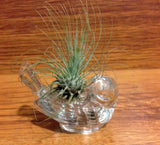 Tilla Critters Robin's Nest One of a Kind Air Plant Creations from Chili Fiesta HandiWorks