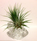 Tilla Critters Rocking Robin One of a Kind Air Plant Creations from Chili Fiesta HandiWorks