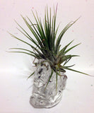 Tilla Critters Rocking Robin One of a Kind Air Plant Creations from Chili Fiesta HandiWorks