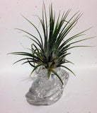 Tilla Critters Rocking Robin One of a Kind Air Plant Creations from Chili Fiesta HandiWorks
