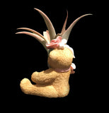 Tilla Critters Rosie One of a Kind Airplant Creations by Chili Fiesta Handiworks