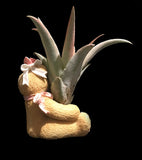 Tilla Critters Rosie One of a Kind Airplant Creations by Chili Fiesta Handiworks