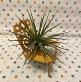 Tilla Critters Sitting Pretty One of a Kind Airplant Creations by Chili Fiesta Handiworks
