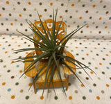 Tilla Critters Sitting Pretty One of a Kind Airplant Creations by Chili Fiesta Handiworks