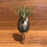 Tilla Critters Spooning One of a Kind Airplant Creations by Chili Fiesta Handiworks