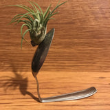 Tilla Critters Spooning One of a Kind Airplant Creations by Chili Fiesta Handiworks