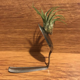 Tilla Critters Spooning One of a Kind Airplant Creations by Chili Fiesta Handiworks