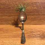 Tilla Critters Spooning One of a Kind Airplant Creations by Chili Fiesta Handiworks