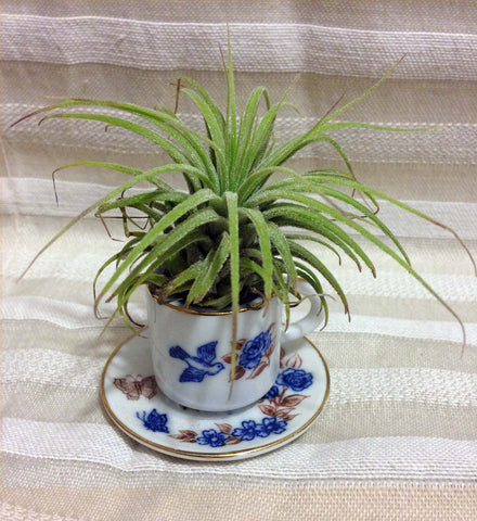 Tilla Critters Tea Time One of a Kind Air Plant Creations from Chili Fiesta HandiWorks