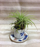 Tilla Critters Tea Time One of a Kind Air Plant Creations from Chili Fiesta HandiWorks