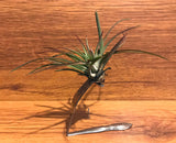 Tilla Critters Tineya One of a Kind Airplant Creations by Chili Fiesta Handiworks