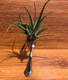 Tilla Critters Tineya One of a Kind Airplant Creations by Chili Fiesta Handiworks