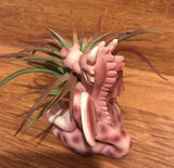 Tilla Critters Draggo One of a Kind Airplant Creations by Chili Fiesta Handiworks